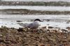 Arctic Tern