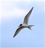 Arctic Tern