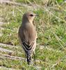 Wheatear