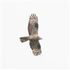 Honey-buzzard