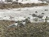 Arctic Tern