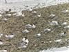 Arctic Tern