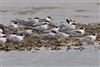 Arctic Tern