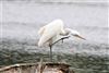 Great White Egret