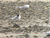 Arctic Tern