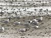 Arctic Tern