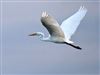 Great White Egret