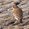 Wheatear