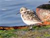 Sanderling