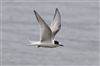 Arctic Tern