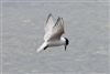 Arctic Tern