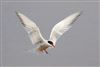 Common Tern