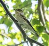 Pied Flycatcher