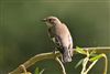 Pied Flycatcher