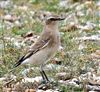 Wheatear