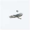 Honey-buzzard