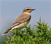 Wheatear