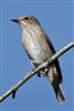 Spotted Flycatcher