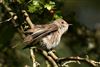 Spotted Flycatcher