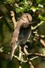 Spotted Flycatcher