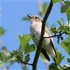 Spotted Flycatcher