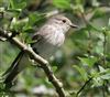 Spotted Flycatcher