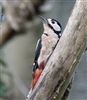 Great Spotted Woodpecker