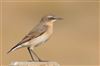 Wheatear