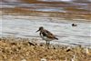 Little Stint