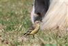 Yellow Wagtail