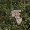 Honey-buzzard