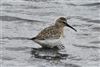 Curlew Sandpiper