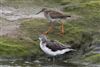 Greenshank