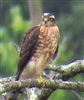 Sparrowhawk