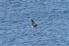 Yellow-legged Gull