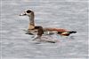 Goosander