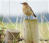 Wheatear