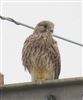 Kestrel