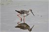 Spotted Redshank