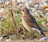 Wheatear