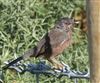 Dartford Warbler