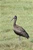 Glossy Ibis