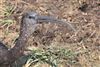 Glossy Ibis