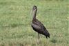 Glossy Ibis