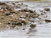 Little Stint