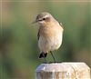 Wheatear