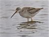 Spotted Redshank