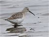 Curlew Sandpiper