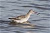 Spotted Redshank