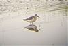 Curlew Sandpiper